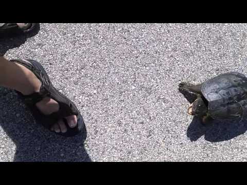 Wideo: Pies Wącha Rzadkiego żółwia Afrykańskiego