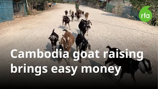 Cambodian farmers raise goats as an easy way to make money | Radio Free Asia (RFA)