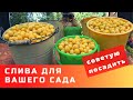 Слишком хороша, чтобы ее не посадить! Алыча Подарок Санкт-Петербургу