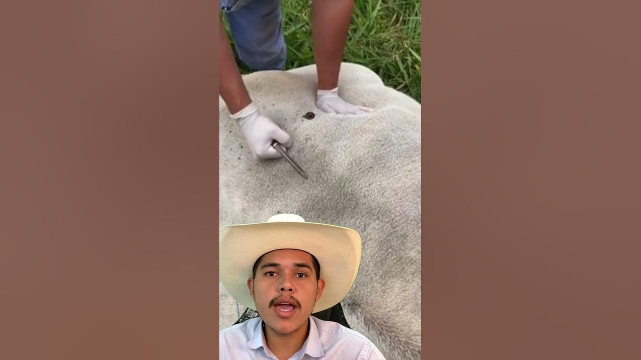 VEJA COMO ELE REALIZA O TRATAMENTO de timpanismos no bovino YouTube