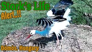 ALERT..!! in the stork nest - Riadó..!! a gólyafészekben - Birdmania Dömös, Hungary @TamasBirds