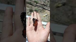 butterfly 🦋 titli uddi buterfly in the sky #butterfly #food #birds #recipe #virl #viral