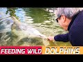 FEEDING WILD DOLPHINS | Tin Can Bay, Queensland, Australia Travel Vlog 037, 2020