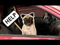 Bowser the pug hates car rides