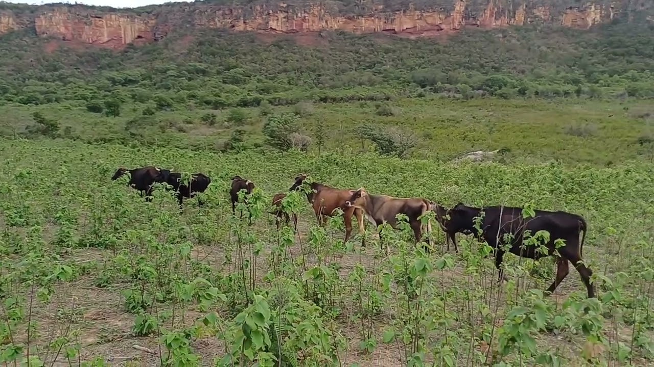 Vendo barato sua grande oportunidade chegou 30 hectares 170 mil 8799102 3154 