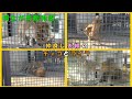 【桐生が岡動物園】仲良しライオン夫婦（激しくじゃれ合うチャコとライラ）