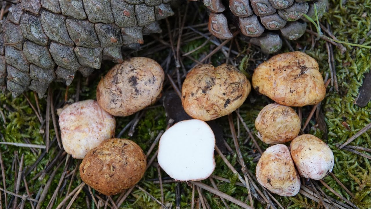 Rhizopogon luteolus  -  Yellow False Truffle