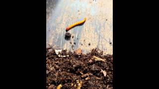 Lowly Worm Dancing on a Shovel