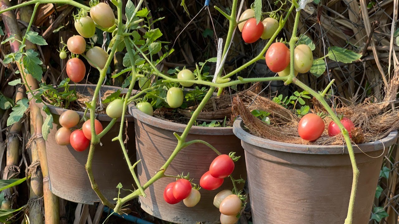 Growig tomato in hanging pot is easy and fun, get many fruits YouTube