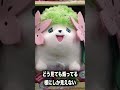 ネタにされたポケモン6選