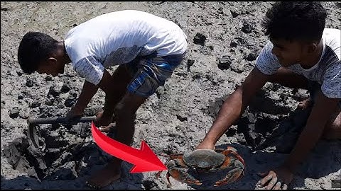 Finding Giant Mud Crab in Secret Hole By Hand | Unique Way of Mud Crabs Catching | Fishing Variety
