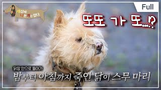 [Full] 세상에 나쁜 개는 없다  닭 잡는 개 또또와 할머니