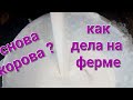 Корова с 2-х тонным удоем 🤣 Запрет на опорос😱 Весенняя метель 🤯