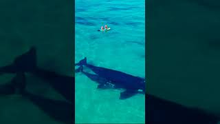 Blue whale and its cub | Western Australia | Beautiful Australia | My Aussie Life