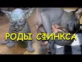 ✅ Роды молодой кошки Канадского Сфинкса - первый окот, рост котят / Birth of the canadian sphinx cat