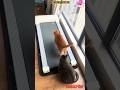 FORGET HOW TO CAT 😂 Funniest Cat Fails & Fights | #shorts #viral #cat #animals #pets #ytshorts