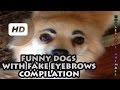 Funny Dogs with Fake Eyebrows Compilation