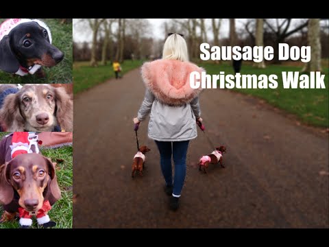 Video: Dachshunds Dalam Pakaian Krismas Akan Berkumpul Di Hyde Park, London