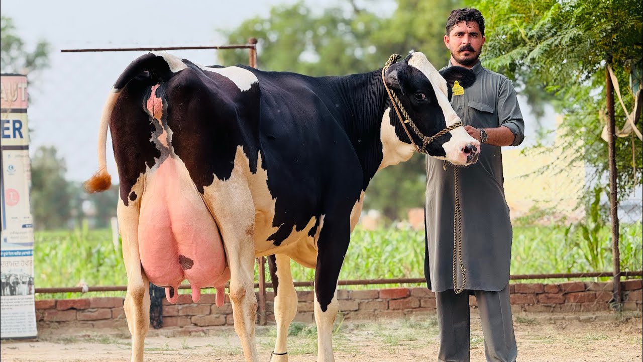 Competition Level Breed || WWs,Denmark Semen || Most beautiful Cow in Punjab