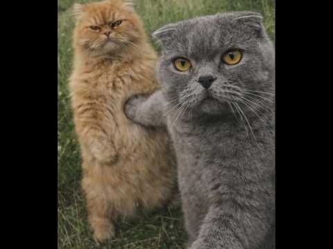 😺 I'll figure it out myself! 🐈 Funny cat and kitten videos to lift your spirits! 😻