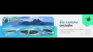 Кошки и котята - веб камера онлайн Кошки и котята - веб камера онлайн