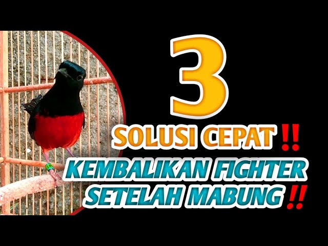 HILANG FIGHTER MURAI BATU SETELAH MABUNG‼️BISA JADI SOLUSI CEPAT✔️ class=