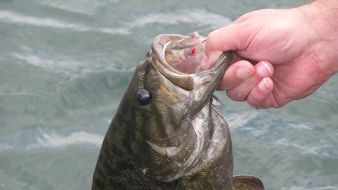 How to Work a Curly Tail Grub For Bass - Facts of Fishing THE SHOW