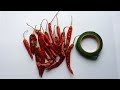 DIY: Peppers Crafts!!! Awesome Craft Idea With Peppers!!!