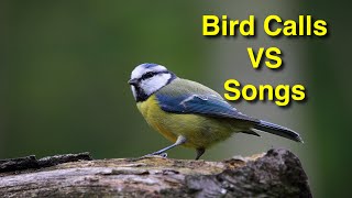 Two Types of Communication Between Birds: Understanding Bird Language Songs And Calls