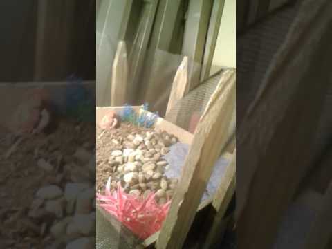 Setting up nesting box with tank