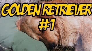 GOLDEN RETRIEVER #1 - Nabolo, c'est quoi cette photo ? GOLDEN RETRIEVER #1 - Nabolo, c'est quoi cette photo ?