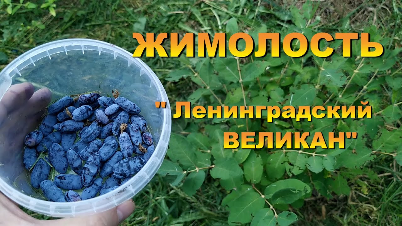 ЖИМОЛОСТЬ "Ленинградский великан"