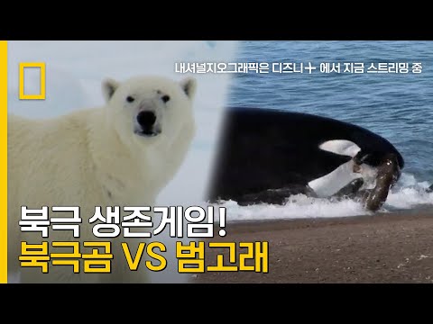 <strong>북극곰</strong> VS <strong>범고래</strong>