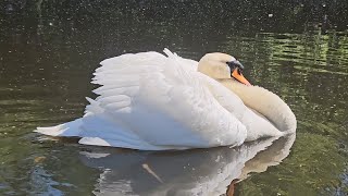 Dominant Cob ( Felix ) flies in for his morning seeds 19th May