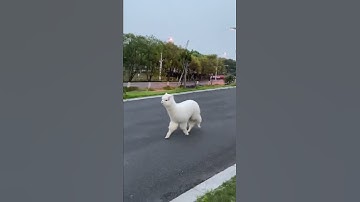 Funny Alpaca is in a hurry #shorts