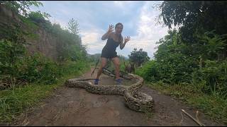 Girl Shocked by Giant Python Blocking the Road!