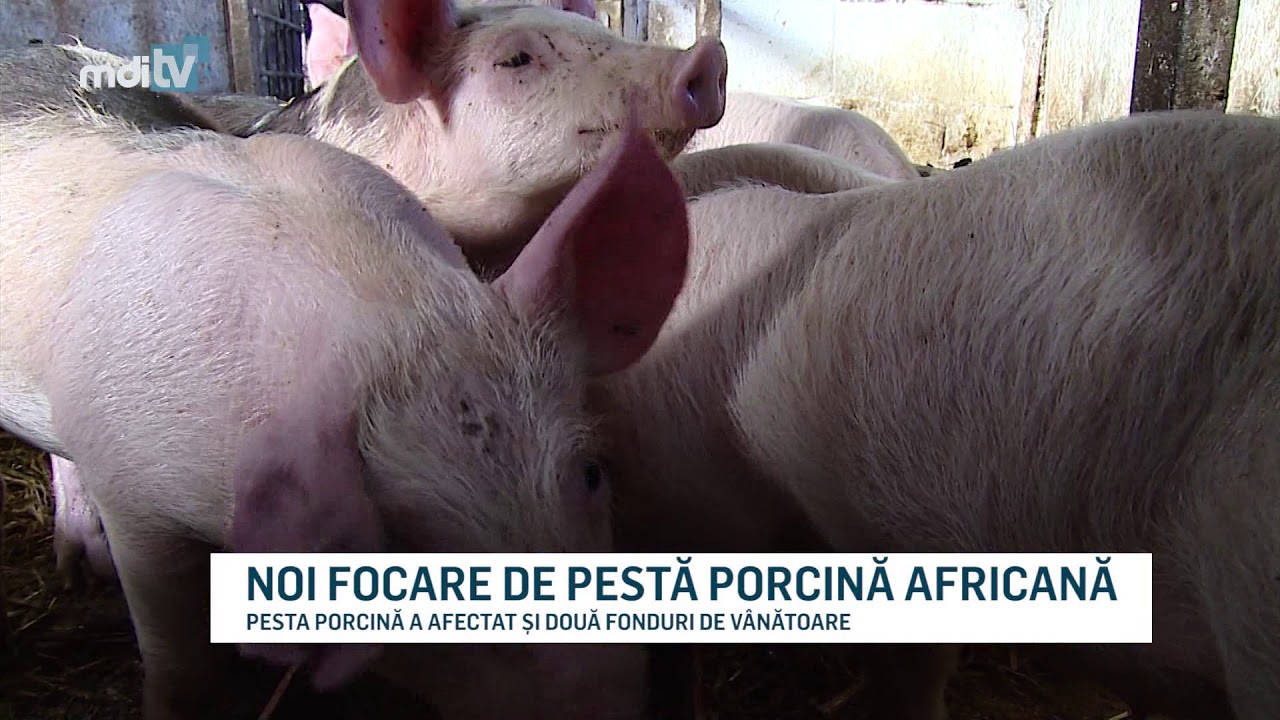 Noi Focare De Pesta Porcina Africana Youtube Youtube