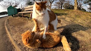 仲良し猫コンビが取っ組み合いの喧嘩をしてしまう
