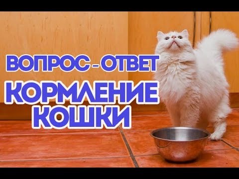 МНОГО ВОПРОСОВ ПРО КОРМЛЕНИЕ КОШКИ. ВетОтвет.