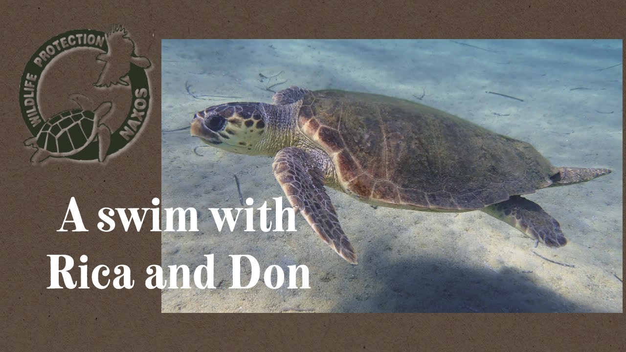 A swim with Rica and Don - YouTube
