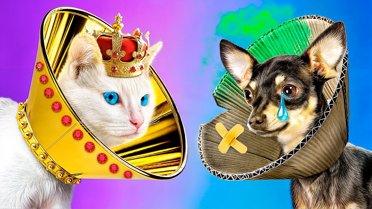 Wir Bauen ein Geheimzimmer für Haustiere! Armer Hund vs Reiche Katze!