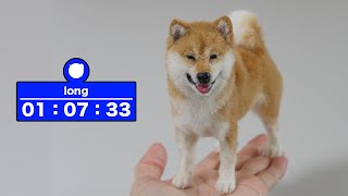 長尺/long video】羊毛フェルトで作る柴犬 