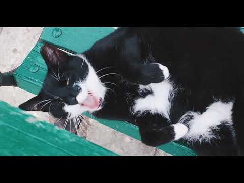 Vídeo: Gato Interferindo No Seu Sono?