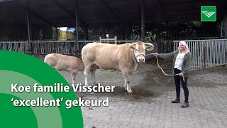 Koe Familie Visscher Excellent Gekeurd