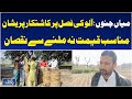Potato Farmers in Mian Channu | Crop Losses Due to Low Prices | Punjab Agriculture - Aaj News