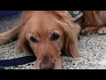 Watch Now: Grand Island Central Catholic Therapy Dogs