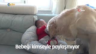 NTV | Köpek yeni doğan bebeği kimseyle paylaşmıyor