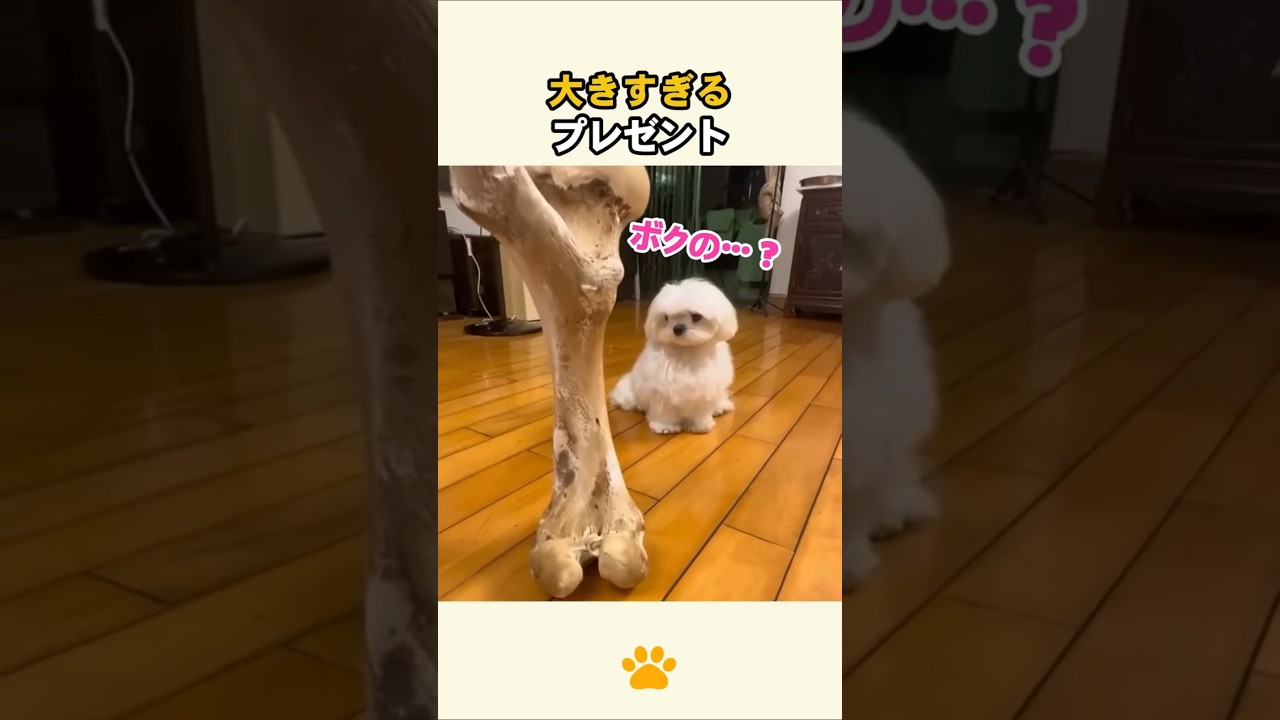 大きすぎるプレゼント