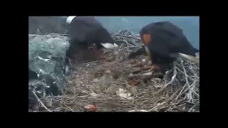 3-28-16 West End  -Here's How The Log Got Split