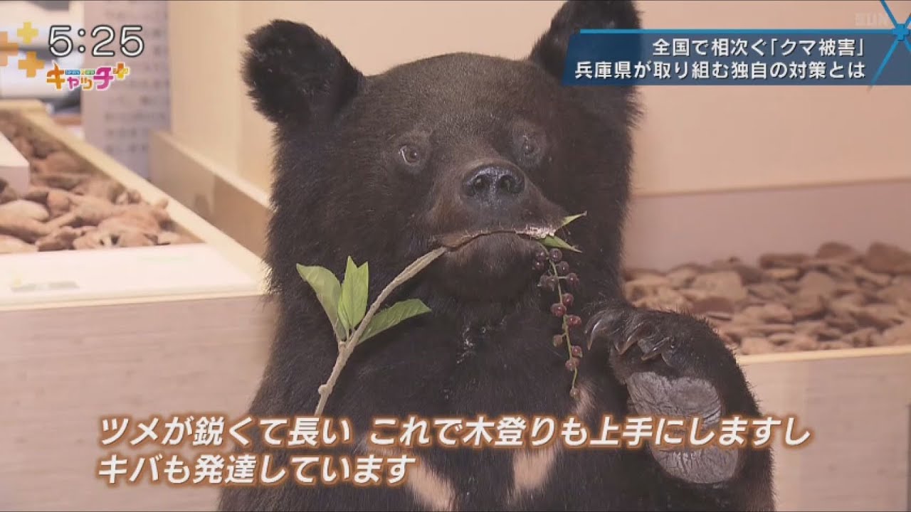 納得のいかないクマの報道ランキングTOP10 | 動物のランキング集『日々